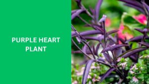 Purple Heart Plant