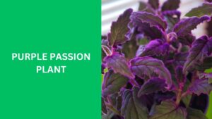 Purple Passion Plant