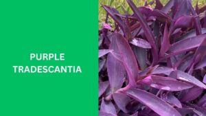 Purple Tradescantia