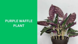 Purple Waffle Plant