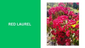 Red Laurel