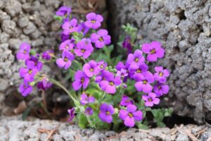 Rock Cress