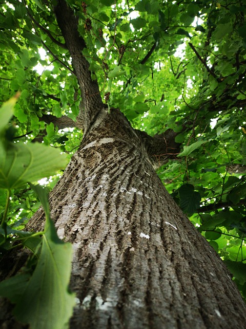 Sassafras Tree