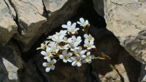 Saxifrage