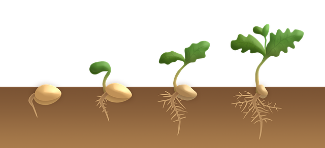 Seed Germination