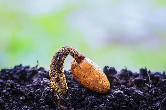 Seedling Stage