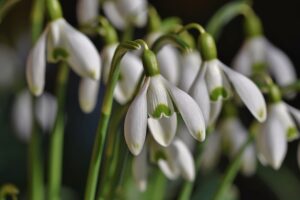 Snowdrops