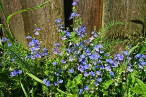 Speedwell