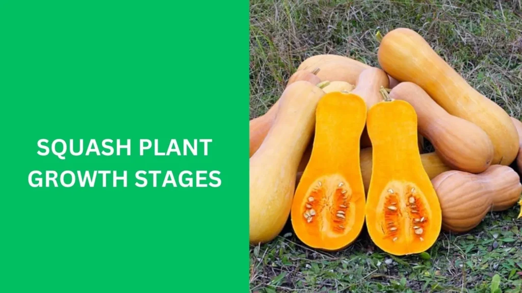 Squash Plant Growth Stages