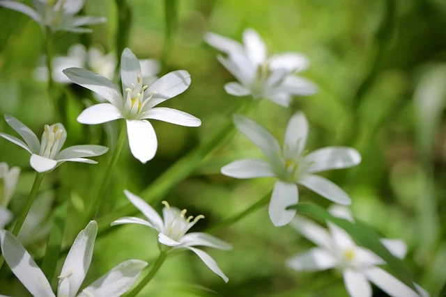 Star of Bethlehem