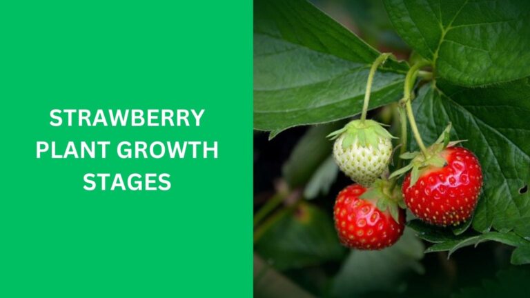 Strawberry Plant Growth Stages