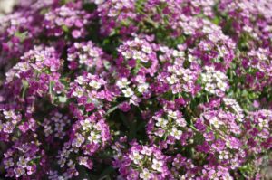 Sweet Alyssum