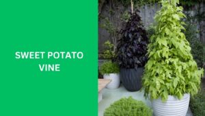 Sweet Potato Vine