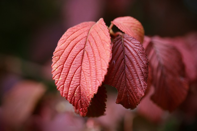 Sweetheart Tree