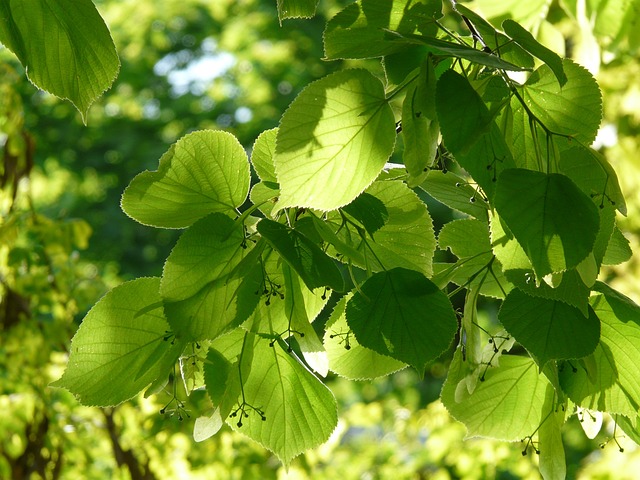 Tilia