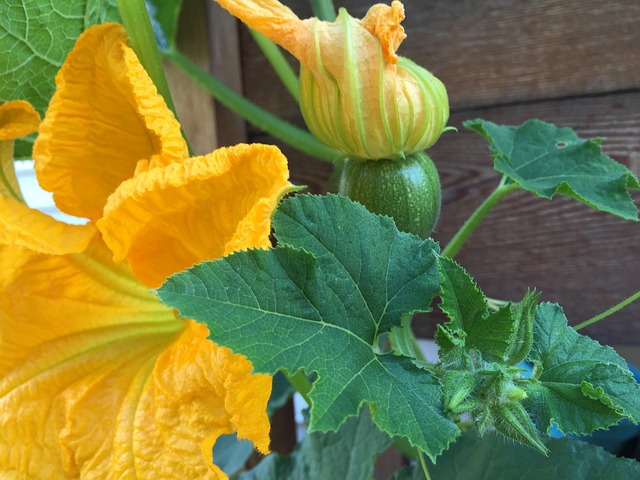 Tips for Successful Squash Growth