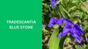 Tradescantia Blue Stone