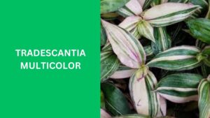 Tradescantia Multicolor