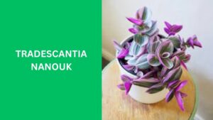 Tradescantia Nanouk