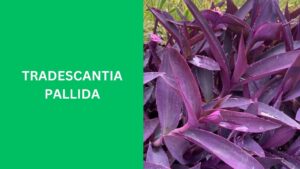 Tradescantia Pallida