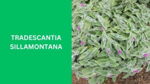 Tradescantia Sillamontana