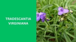 Tradescantia Virginiana