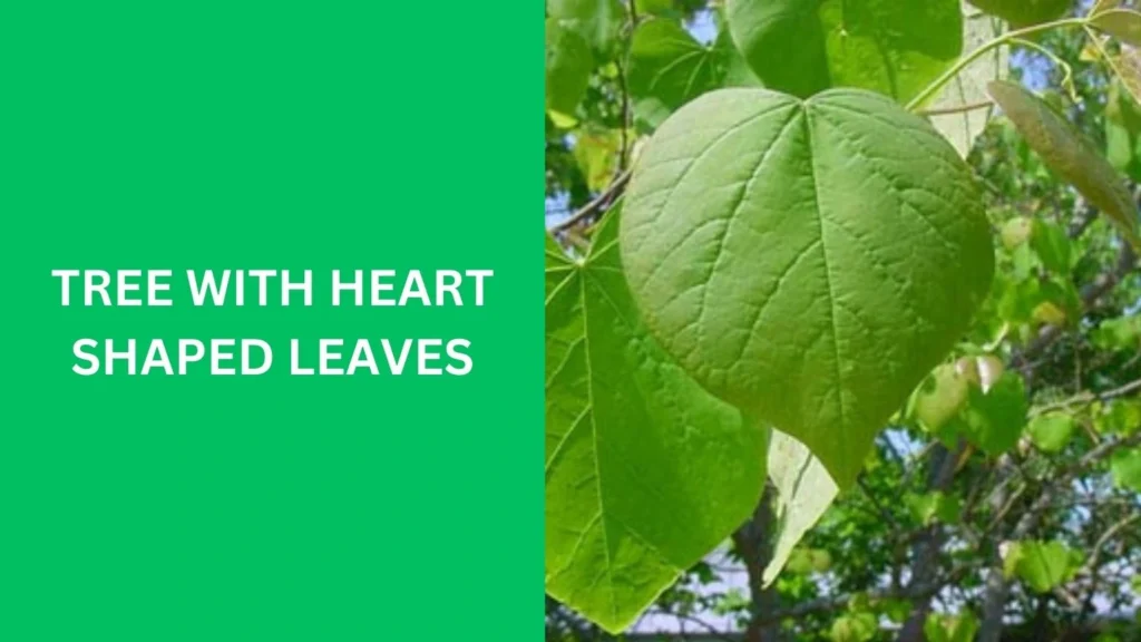 Tree with Heart Shaped Leaves