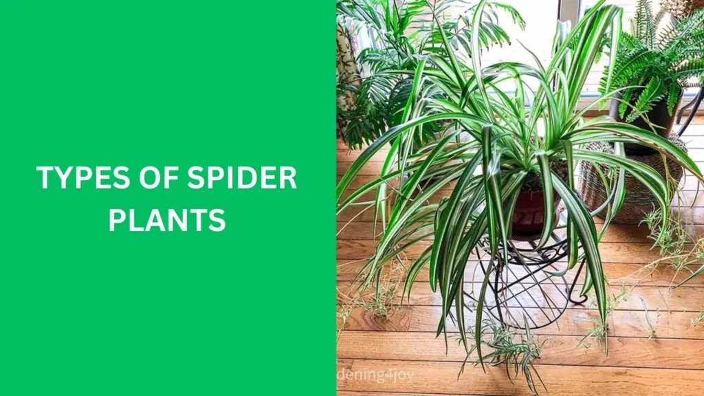 Types of Spider Plants