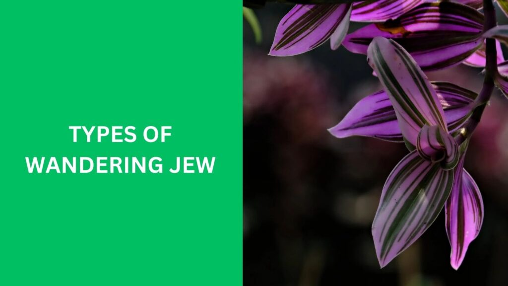 Types of Wandering Jew