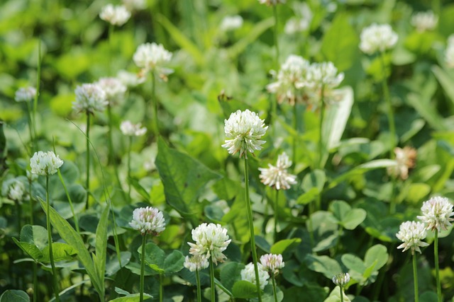 White Clover