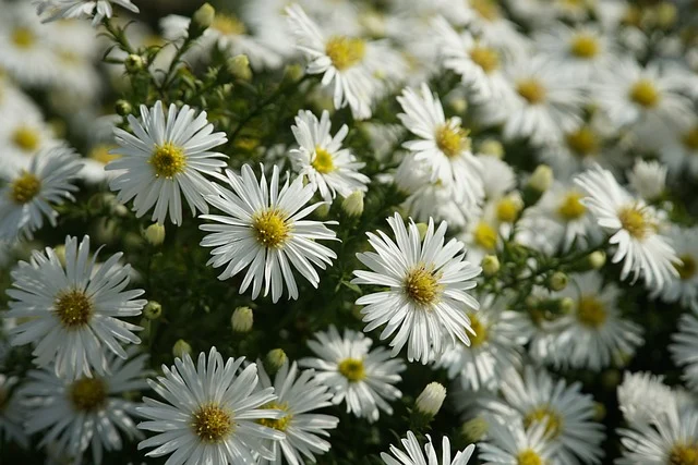 White Wood Aster