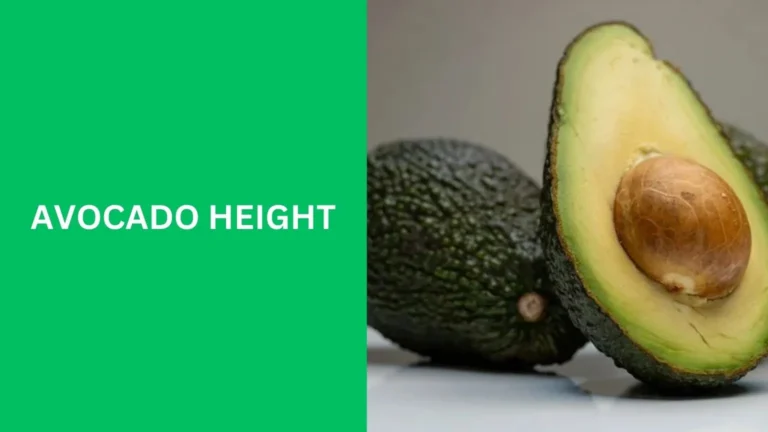 avocado height