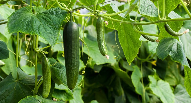 cucumber plant stages