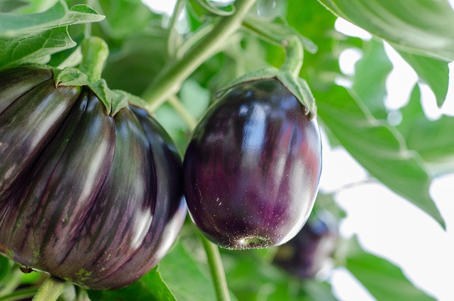 Eggplant