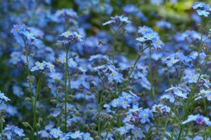 Forget-Me-Nots