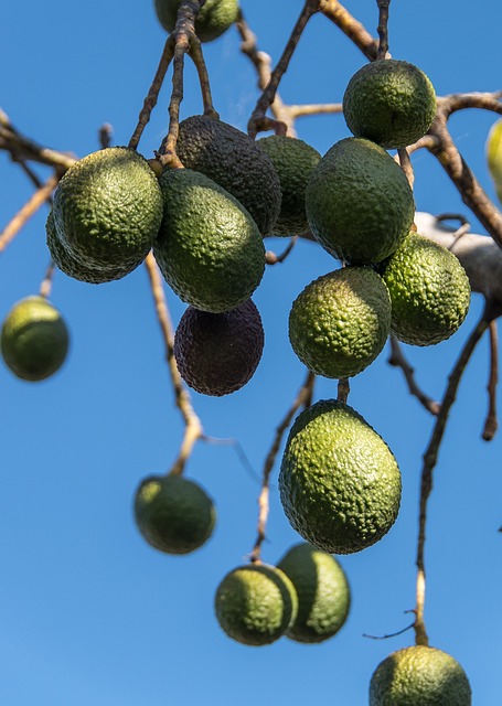 Ideal Conditions for Growing a Tall Avocado Tree