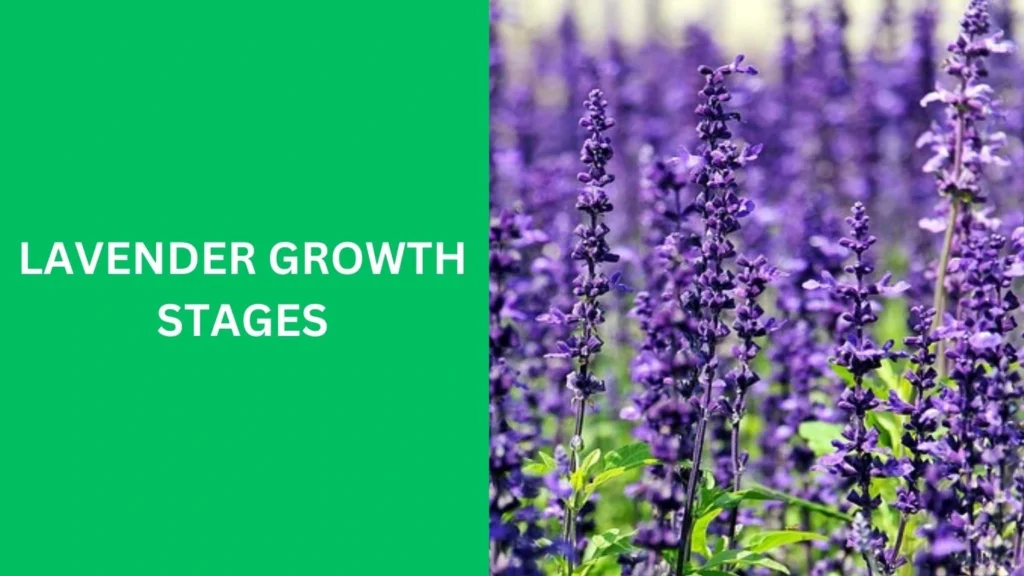 Lavender Growth Stages: Life Cycle Guide In 2025