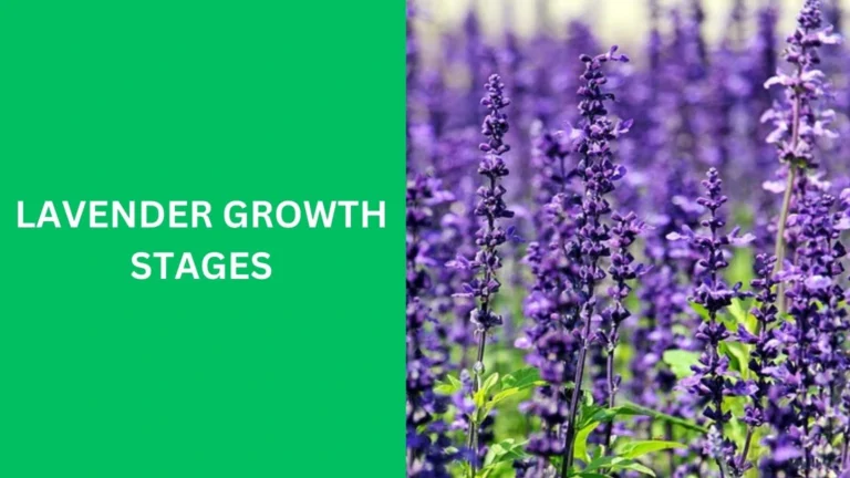 lavender growth stages