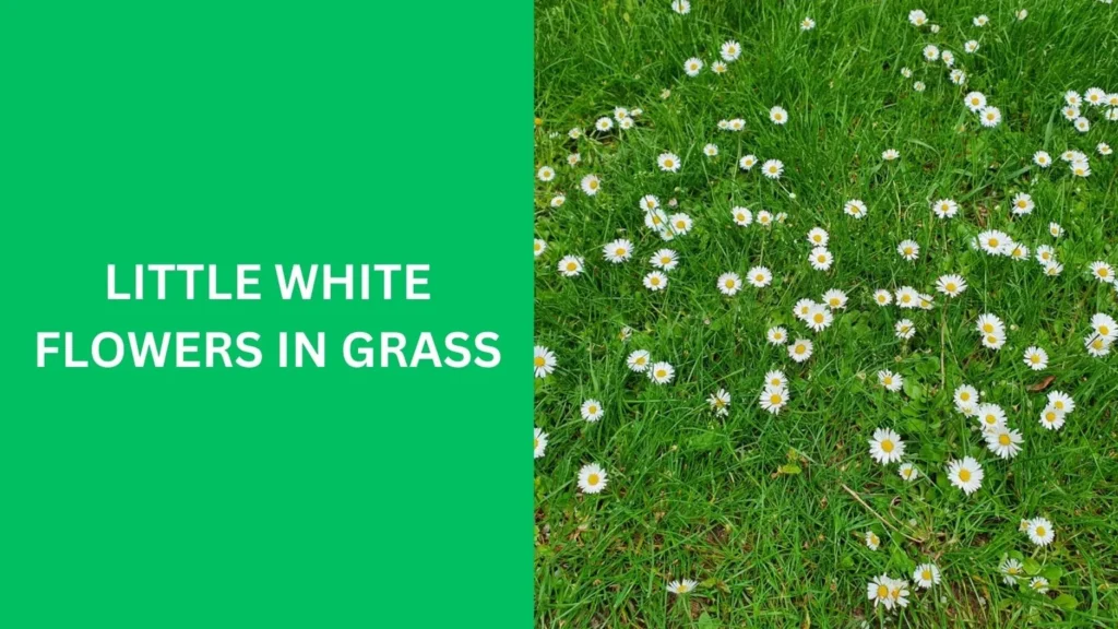 little white flowers in grass