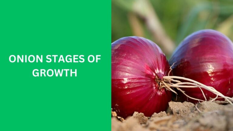 onion stages of growth