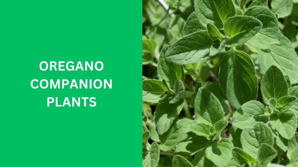 oregano companion plants