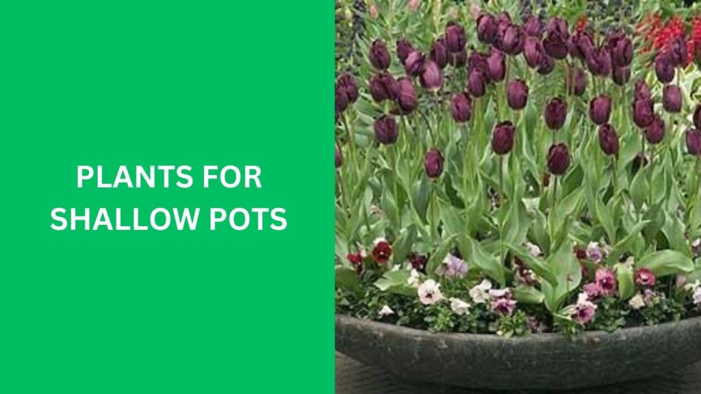 plants for shallow pots