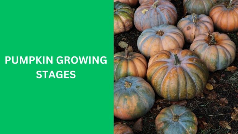 pumpkin growing stages