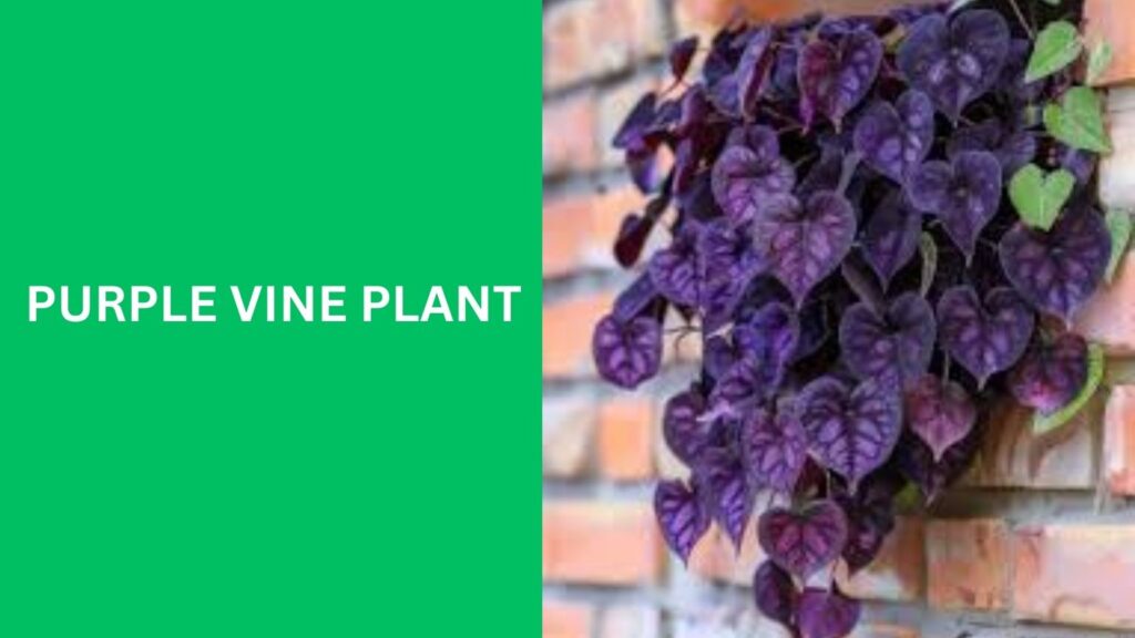 purple vine plant