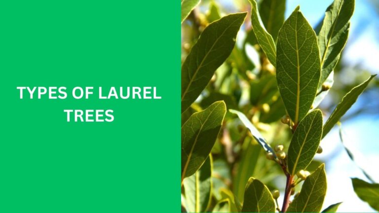 types of laurel trees