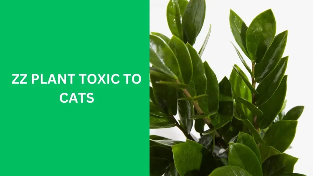 zz plant toxic to cats