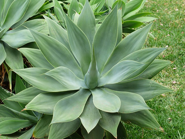 Agave Americana