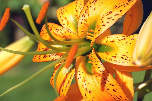 Asiatic Lily