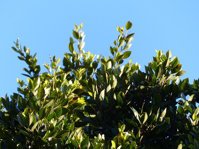 California Laurel