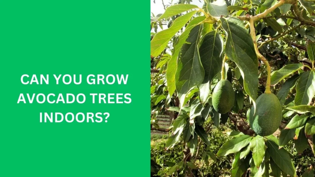 Can You Grow Avocado Trees Indoors